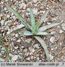 Agave xylonacantha
