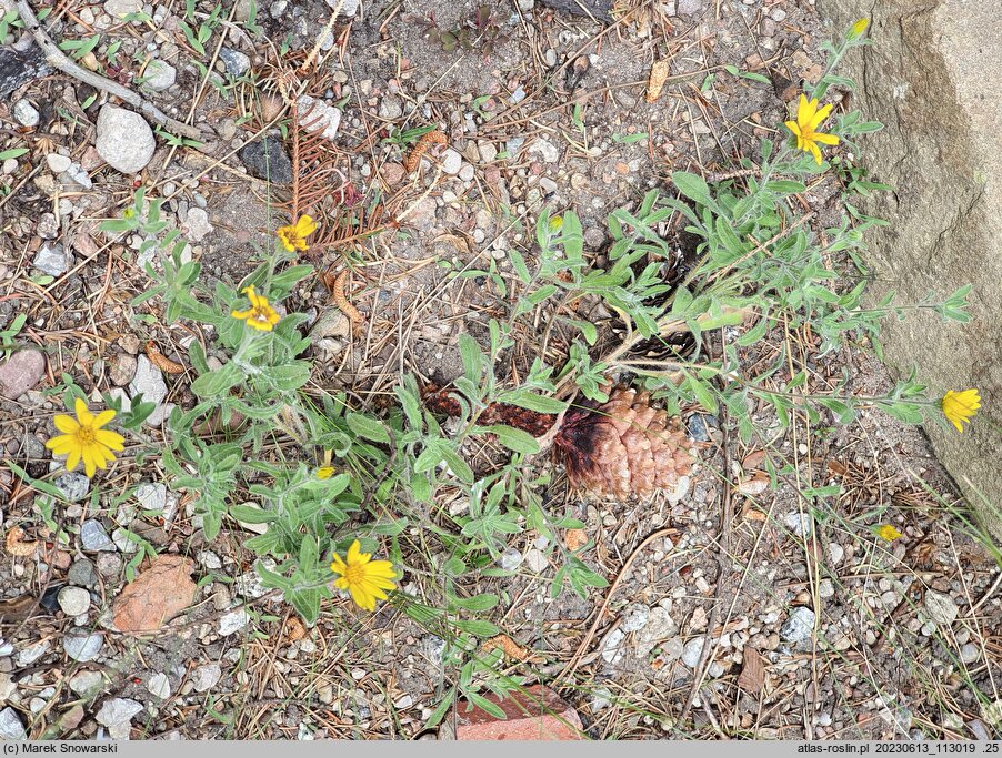 Heterotheca pumila (złocisz karłowaty)