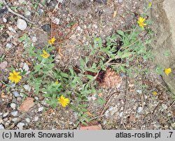 Heterotheca pumila (złocisz karłowaty)