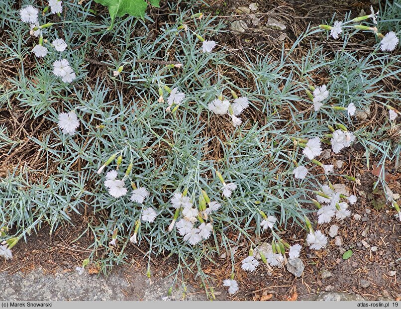 Dianthus petraeus (goździk skalny)
