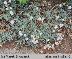 Dianthus petraeus (goździk skalny)