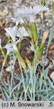 Dianthus petraeus (goździk skalny)