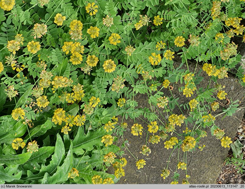 Coronilla coronata (cieciorka żółta)