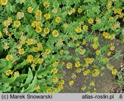Coronilla coronata (cieciorka żółta)
