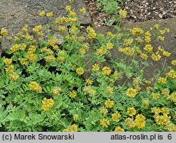 Coronilla coronata (cieciorka żółta)