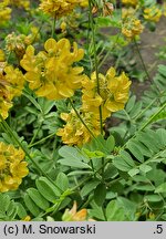 Coronilla coronata (cieciorka żółta)