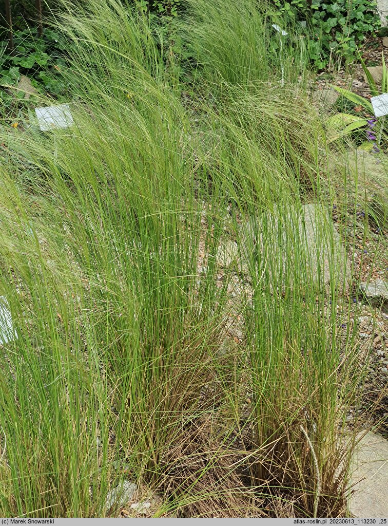 Nassella tenuissima (nassela drobnokwiatowa)