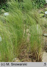 Nassella tenuissima (nassela drobnokwiatowa)