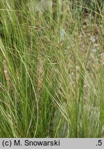 Nassella tenuissima (nassela drobnokwiatowa)