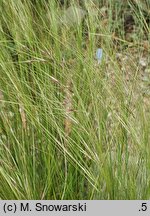 Nassella tenuissima (nassela drobnokwiatowa)