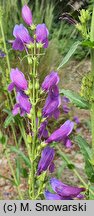 Penstemon alpinus