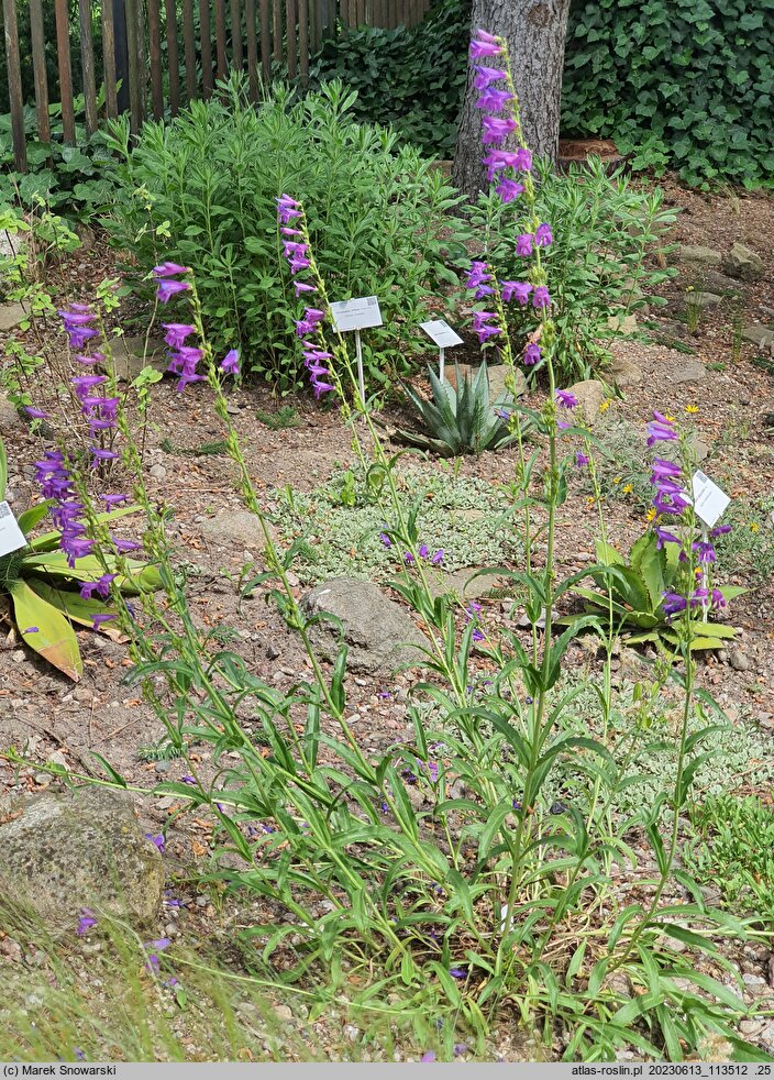 Penstemon alpinus