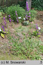 Penstemon alpinus