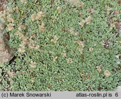 Antennaria parviflora (ukwap drobnokwiatowy)