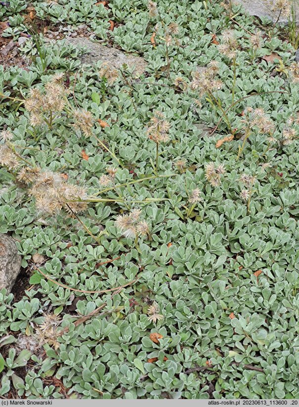Antennaria parviflora (ukwap drobnokwiatowy)