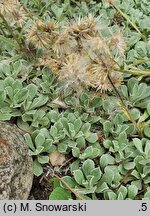 Antennaria parviflora (ukwap drobnokwiatowy)