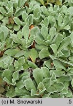 Antennaria parviflora (ukwap drobnokwiatowy)