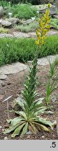 Verbascum speciosum (dziewanna okazała)