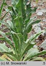 Verbascum speciosum (dziewanna okazała)