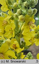 Verbascum speciosum (dziewanna okazała)
