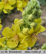 Verbascum speciosum (dziewanna okazała)
