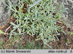 Sideritis scardica (gojnik macedoński)