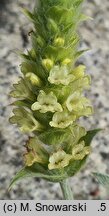 Sideritis scardica (gojnik macedoński)