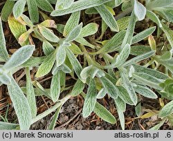 Sideritis scardica (gojnik macedoński)