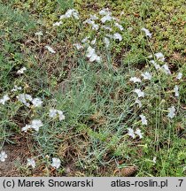 Dianthus petraeus (goździk skalny)