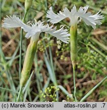 Dianthus petraeus (goździk skalny)