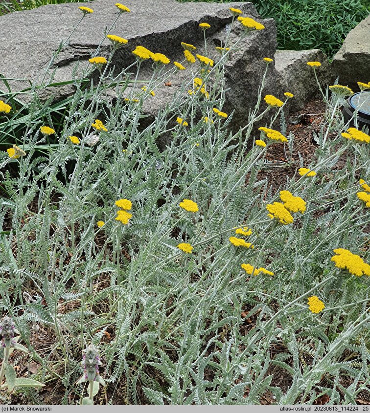 Achillea thracica (krwawnik tracki)