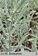 Achillea thracica (krwawnik tracki)