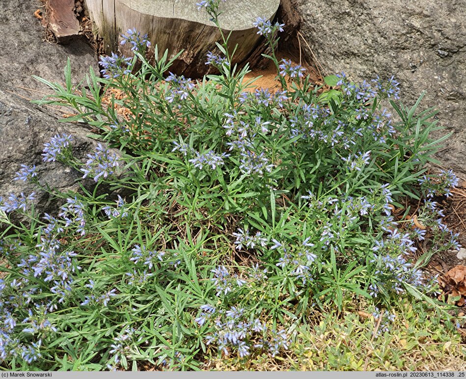 Moltkia angustifolia (moltkia wąskolistna)