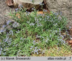 Moltkia angustifolia (moltkia wąskolistna)