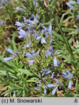 Moltkia angustifolia (moltkia wąskolistna)