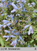 Moltkia angustifolia (moltkia wąskolistna)
