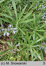 Moltkia angustifolia (moltkia wąskolistna)
