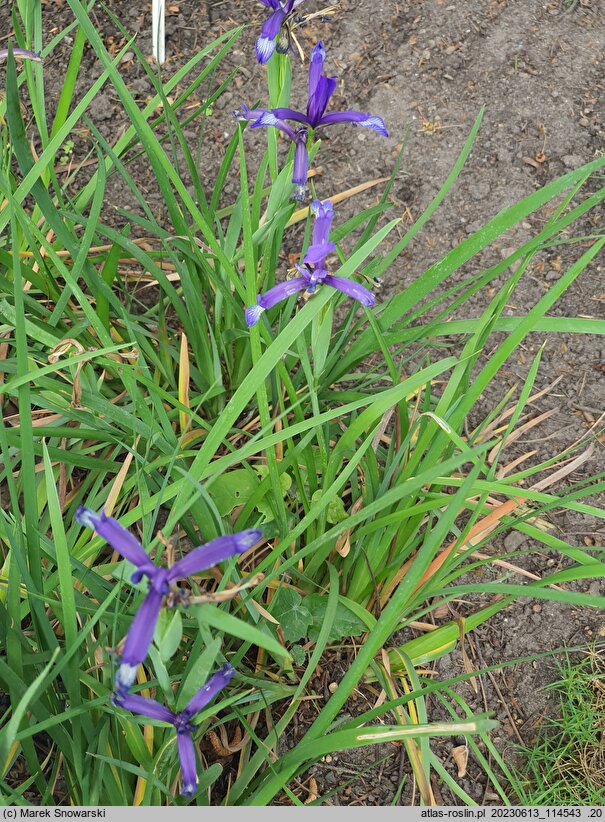 Iris sintensis (kosaciec Sintenisa)