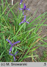 Iris sintensis (kosaciec Sintenisa)