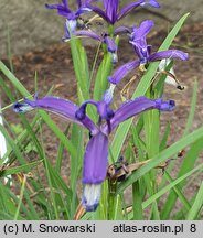 Iris sintensis (kosaciec Sintenisa)