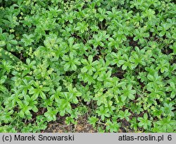 Alchemilla plicatula (przywrotnik fałdkowany)