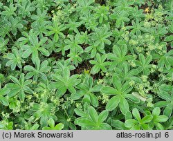 Alchemilla plicatula (przywrotnik fałdkowany)