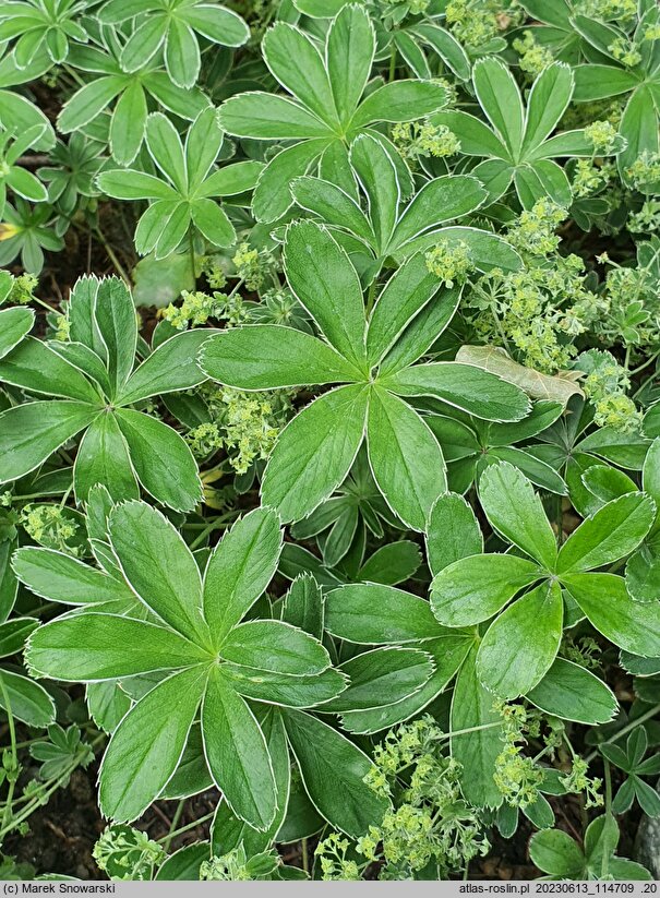 Alchemilla plicatula (przywrotnik fałdkowany)