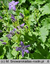 Campanula fenestrellata (dzwonek adriatycki)