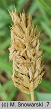Sesleria robusta (sesleria wielka)