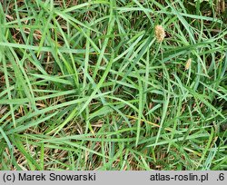Sesleria robusta (sesleria wielka)