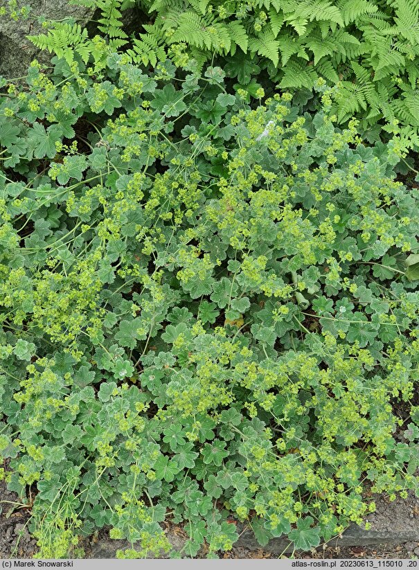 Alchemilla bulgarica (przywrotnik bułgarski)