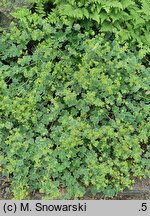 Alchemilla bulgarica (przywrotnik bułgarski)