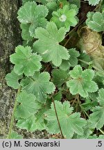 Alchemilla bulgarica (przywrotnik bułgarski)
