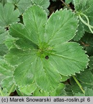 Alchemilla bulgarica (przywrotnik bułgarski)